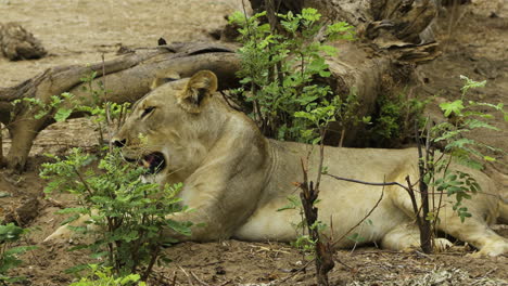 la leona se sienta al lado de un árbol viejo, medio escondido por los brotes de acacia verde