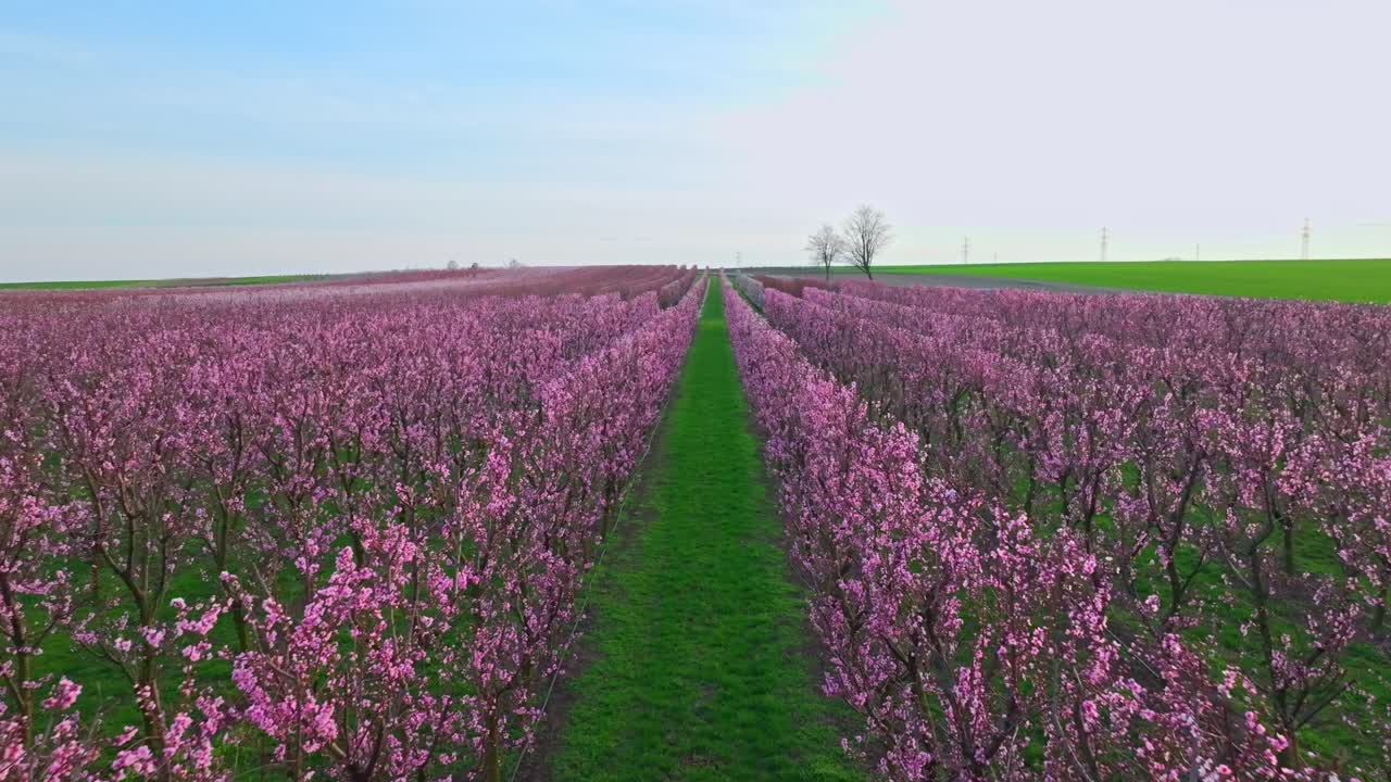 árboles de albaricoque en el huerto con hermosas flores rosadas