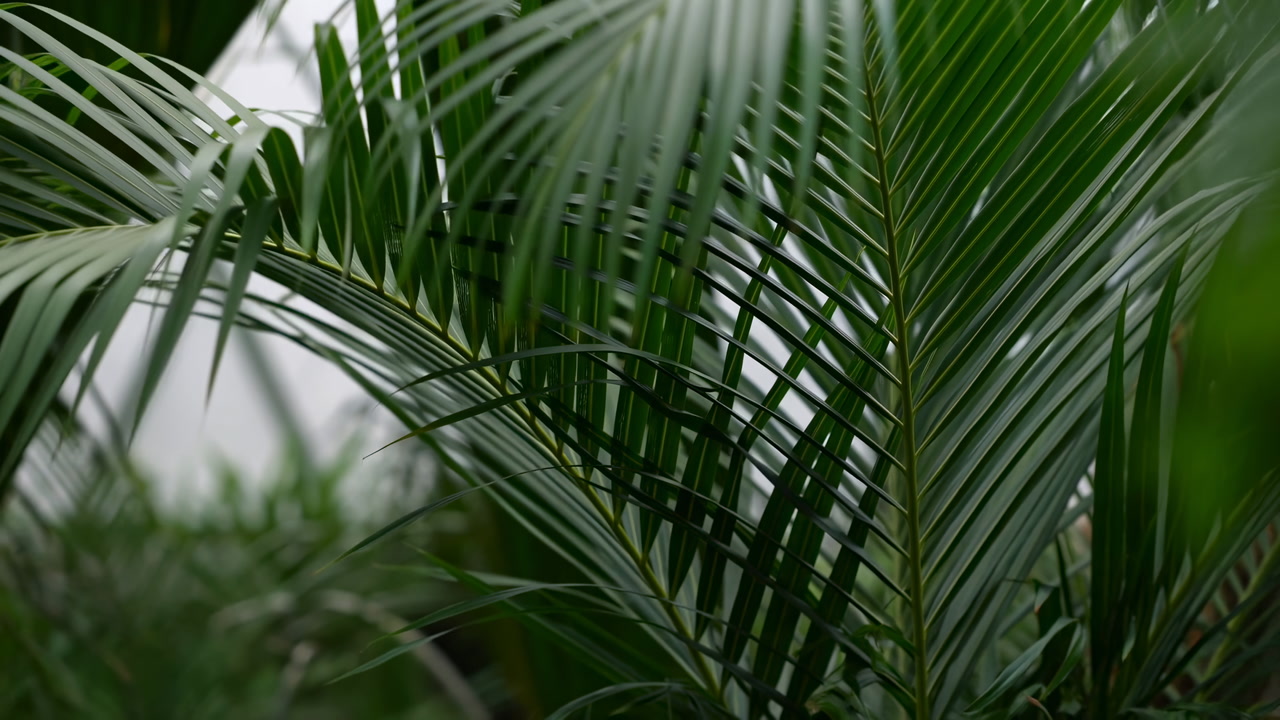 Lush Tropical Palm Leaves Closeup, Overlapping Green Fronds In Humid Greenhouse Setting With Soft Diffused