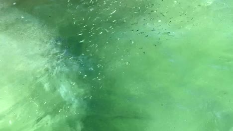 large school of small fish in the sea