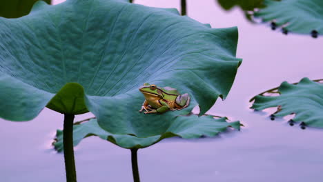 green frog on a lotus leaf