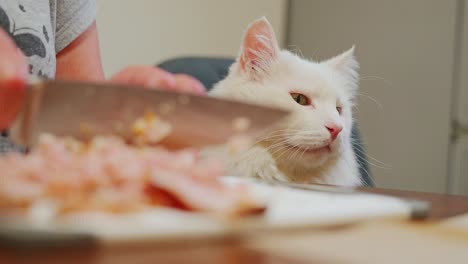 fluffy cat focuses on ham cutting scene in kitchen slow motion food moment, home