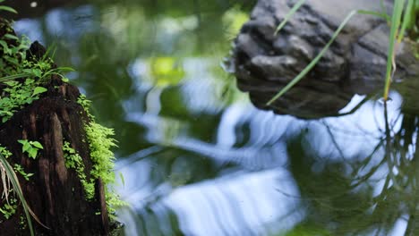 tree stump reflected in calm water