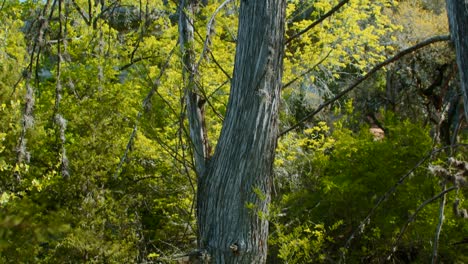 Rack-focus-from-pine-trees-to-cypress-trees-in-a-beautiful-Texas-forest