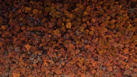 Orange-red-yellow-gradient-autumn-colored-trees-in-vibrant-nature-background,-drone-top-down-rising