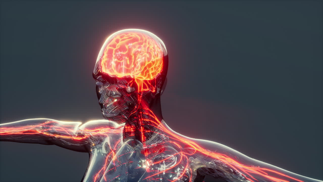 cerebro brillante con columna vertebral y nervio