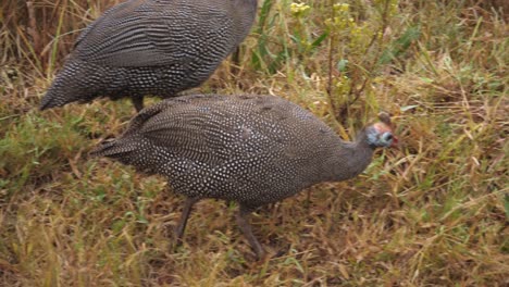 helmeted guineafowl birds walking in african savannah grass, close-up shot