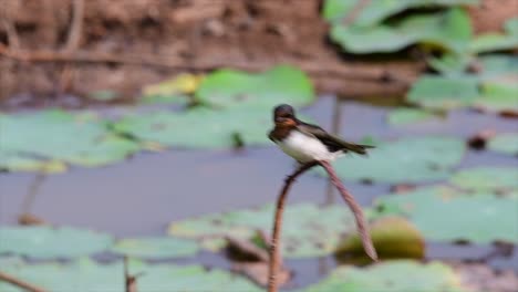 un pequeño pájaro de rápido movimiento que se encuentra en casi todas partes del mundo, la mayor parte del tiempo volando para atrapar algunos insectos pequeños