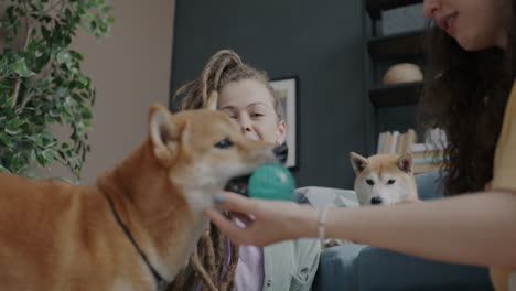 happy family playing with dogs