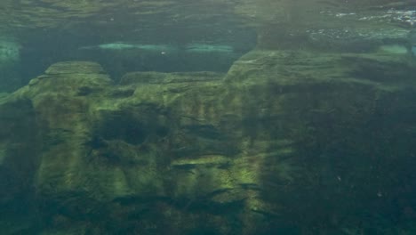 dolphin swimming gracefully through underwater scenery