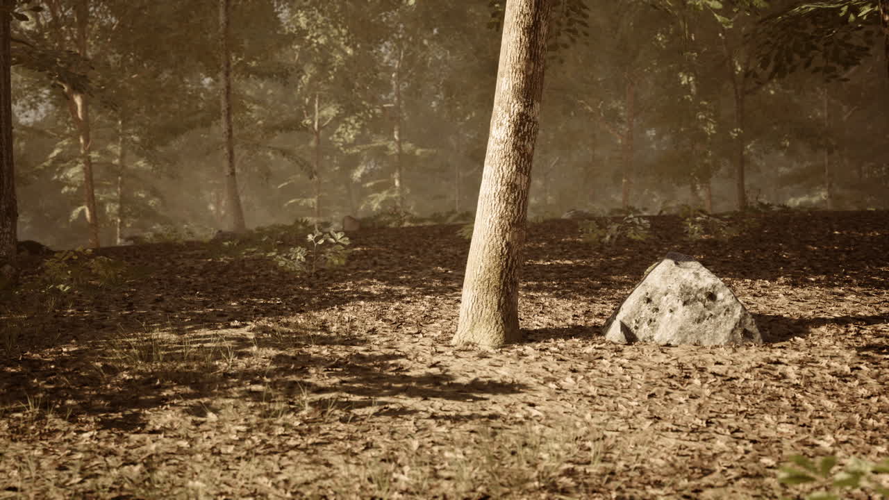 Tranquil forest setting with a large rock and tree at sunset