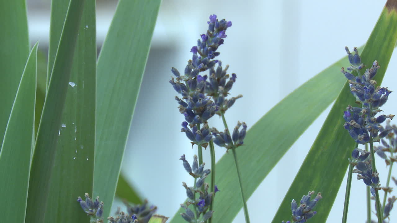 Lavender plant with green leaves