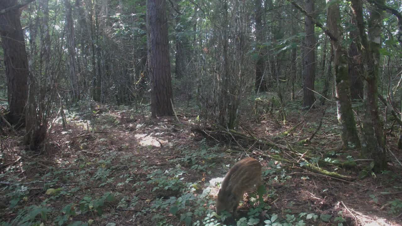 Cucciolo di cinghiale (Sus scrofa) in cerca di cibo nella foresta a Saaremaa, Estonia