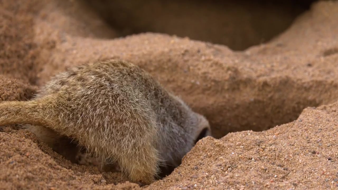 Close-up of a suricate digging into sand, kicking dirt back while excavating a burrow.