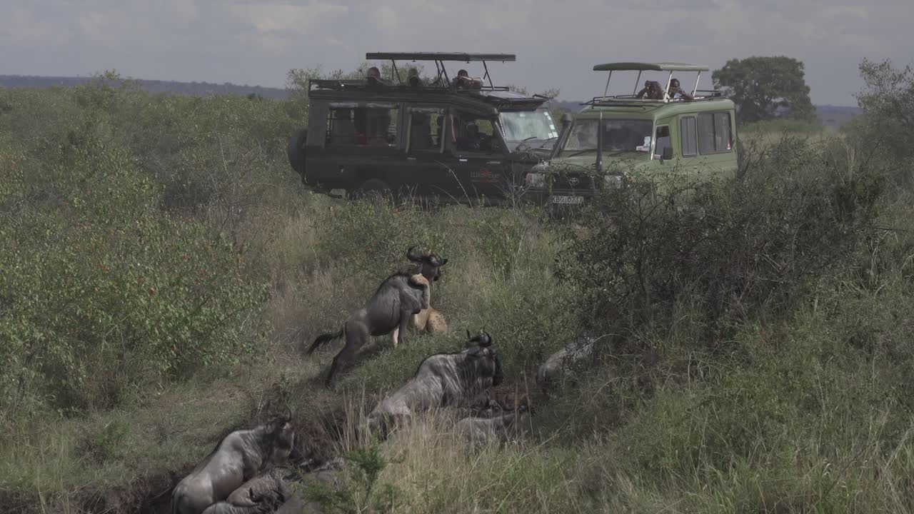 케냐, 아프리카, 누우를 죽이는 사자 마사이 마라