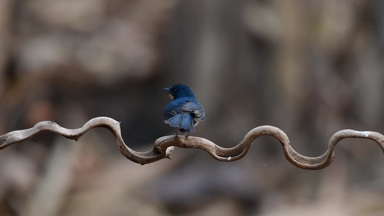 el papamoscas azul de indochina se encuentra en los bosques de las tierras bajas de tailandia, conocido por sus plumas azules y su pecho de naranja a blanco