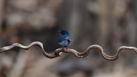 The-Indochinese-Blue-flycatcher-is-a-found-in-lowland-forests-of-Thailand,-known-for-its-blue-feathers-and-orange-to-white-breast