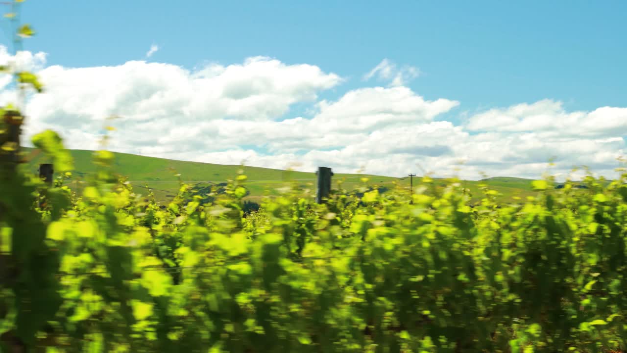 뉴질랜드 와이파라에 있는 아름다운 녹색 포도원의 추적 샷