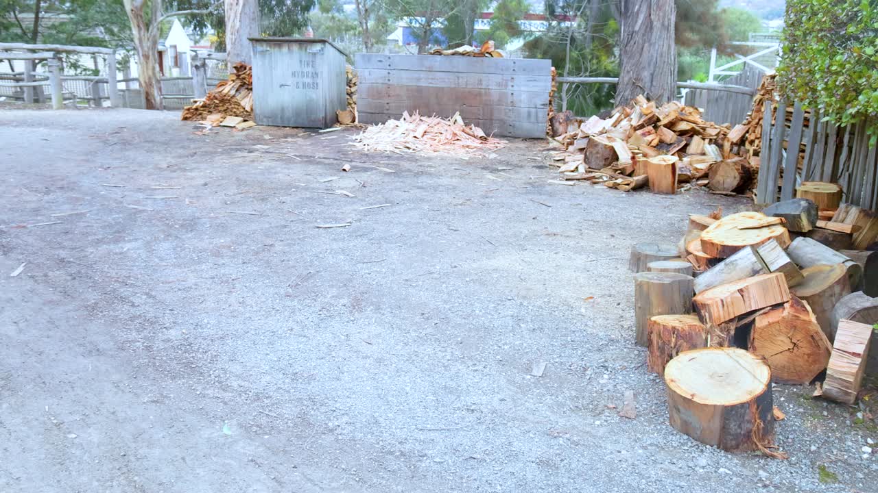 야외 지역에서 나무 어리를 보여주는 일련의 프레임, 주변을 더 많이 드러내는 점진적인 카메라 움직임