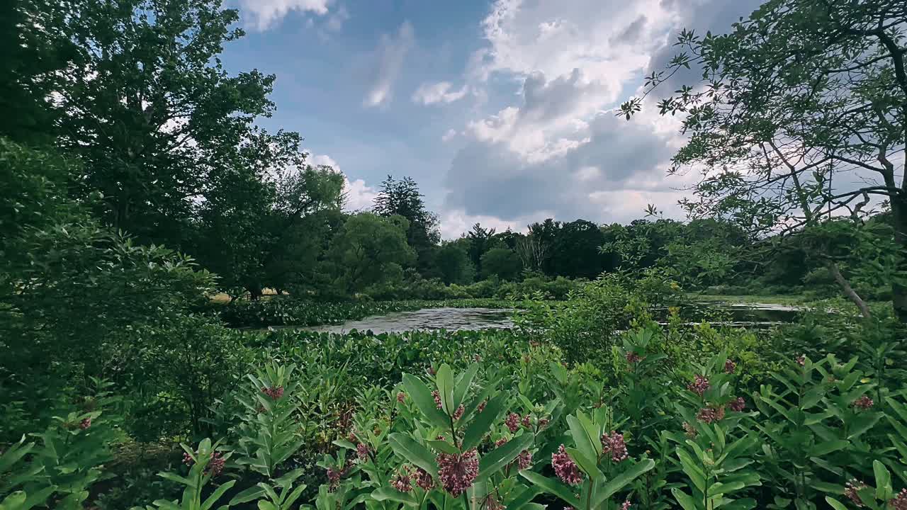 울창 한 숲 에 있는 조용 한 연못
