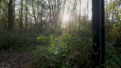 Ein-Hund,-Der-In-Einem-Wald-Auf-Einem-Weg-Herumläuft