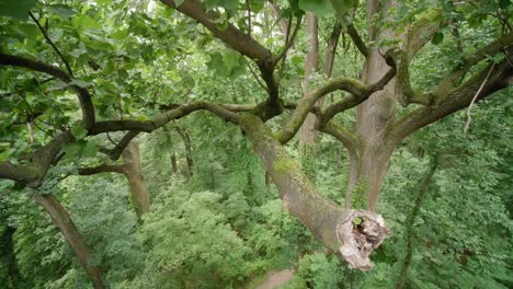 complex tree branch, wissahickon creek