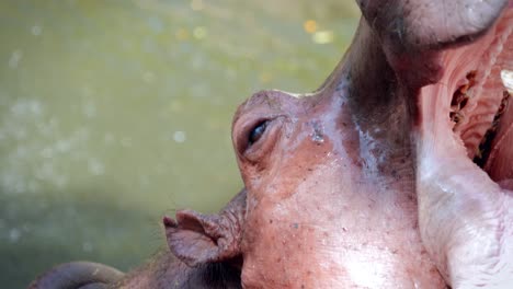 close-up of a hippopotamus eating and drinking in a pond in captivity at the chiang mai zoo in chiang mai, thailand