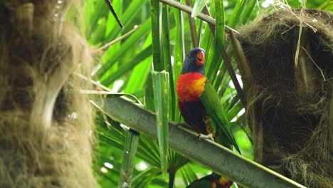 Divertidos-Loros-De-Primer-Plano-Multicolores-Que-Parecen-Asustados-Aturdidos-Por-Algo-Y-Luego-Miran-Directamente-A-La-Cámara-Y-Hacia-Abajo-En-Cámara-Lenta-Hilarante-Escena-De-Comedia-Capturada