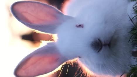 close-up of a white rabbit backlit by golden sunlight