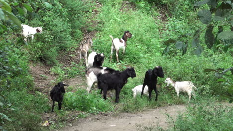 cabras comiendo y jugando al lado de la carretera