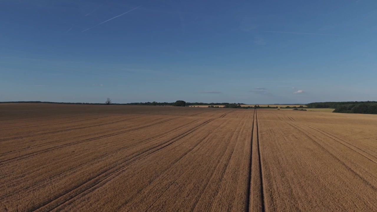 Ein weites Luftpanorama eines reifen Weizenfeldes, das sich unter einem klaren blauen Himmel bis zum Horizont erstreckt.