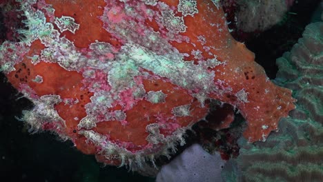 pez sapo rojo gigante primer plano de perfil