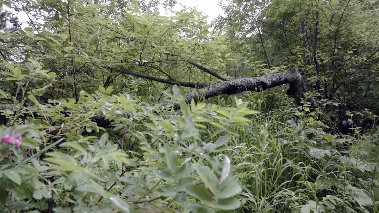 쓰러진 나무 가 있는 숲 장면