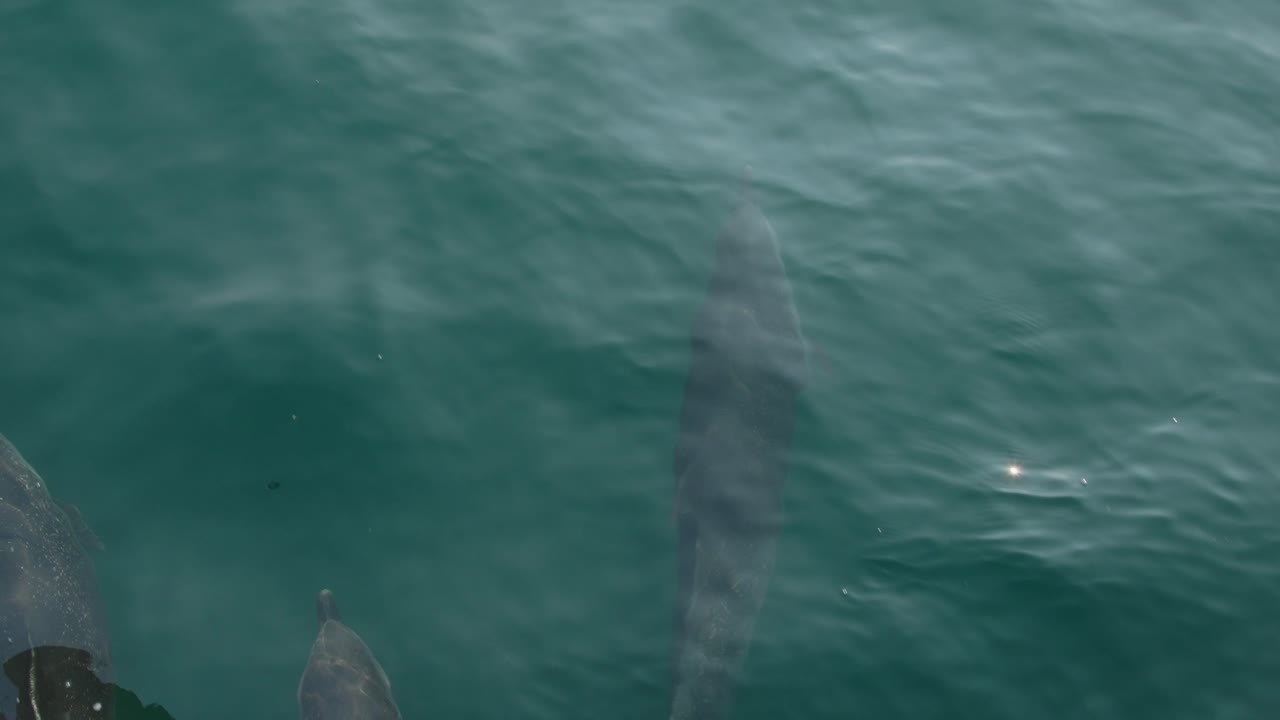Dolphins swimming in clear water near the coast of Piura, Peru, showing their sleek bodies
