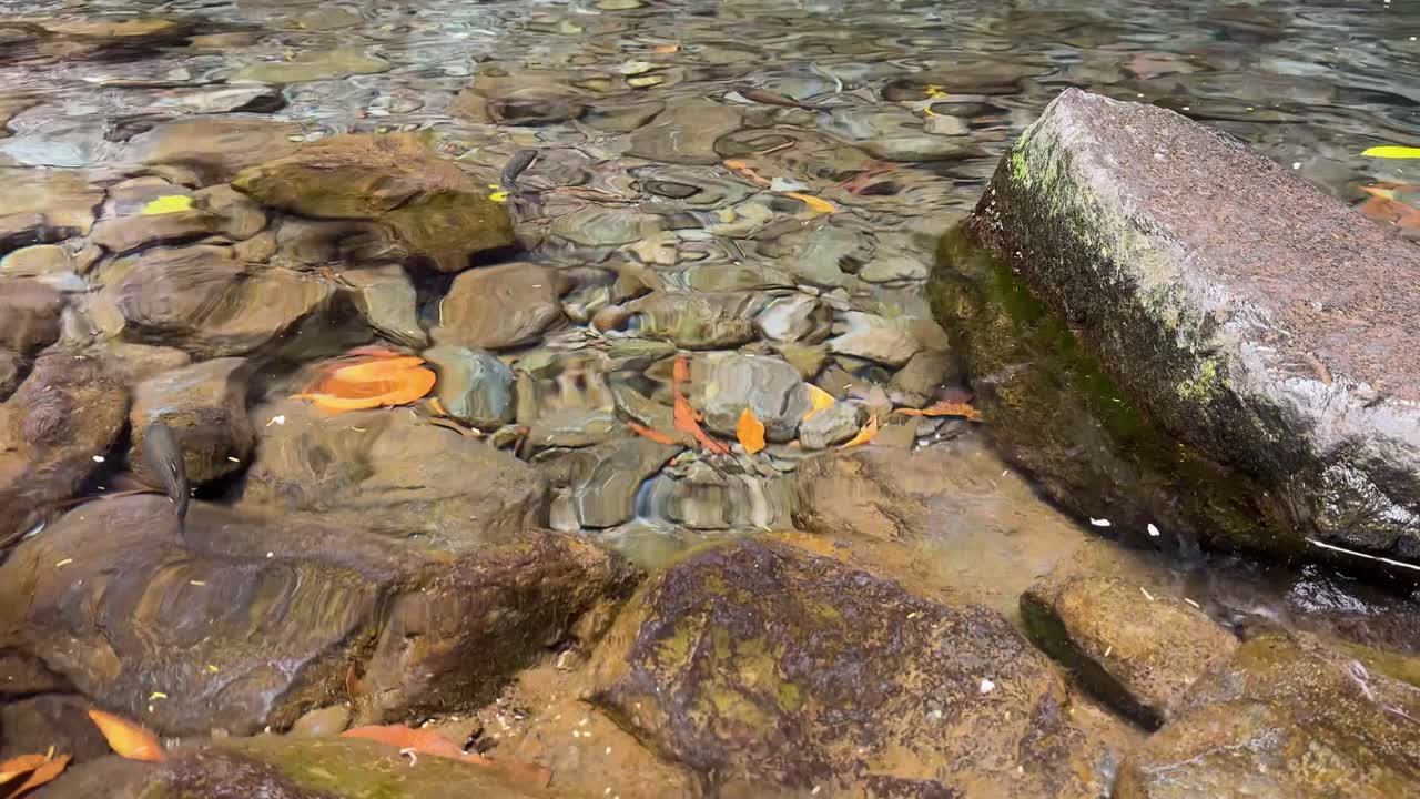 Trout swimming in crystal clear water near Levada 25 Fontes waterfall in Rabacal, Madeira Island, Portugal.