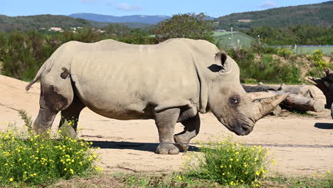 Seitenansicht-Eines-Nashorns,-Das-Mittags-In-Einem-Zoogehege-Spazieren-Geht,-Bestie-Aus-Afrika