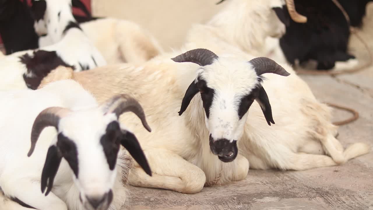 Portrait of a chewing goat surrounded by a small herd of goats in the middle of a small town in Nigeria, Africa