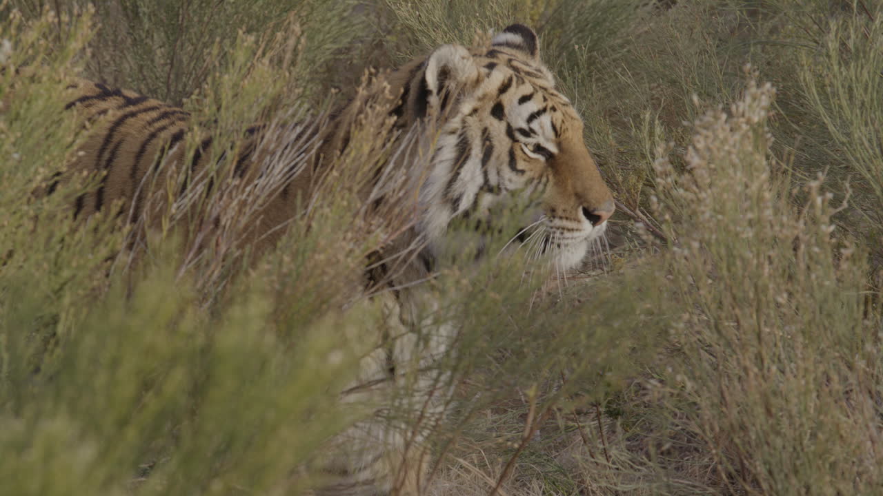 Tiger stepping out from behind cover while hunting