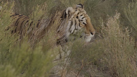 tiger stepping out from behind cover while hunting