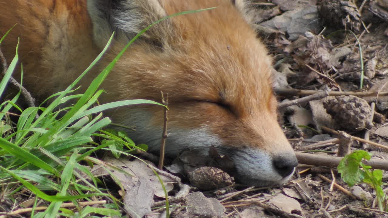 lindo cachorro de zorro rojo se para en la hierba y mira a la cámara