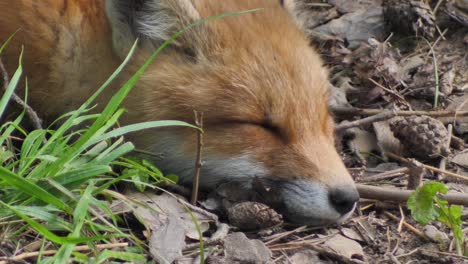 Cute-red-fox-cub-stands-in-the-grass-and-looks-at-the-camera