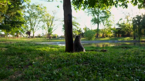 A-Scottish-Cat-is-sitting-by-the-corner-of-a-small-tree-and-looking-at-the-lake-in-the-park