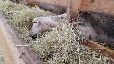 lamb enjoying eating some nice straw with his hole face covered with it