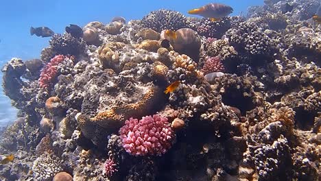 underwater shots while diving on a colorful reef with many fishes.