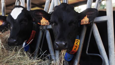 cows eating hay in a barn