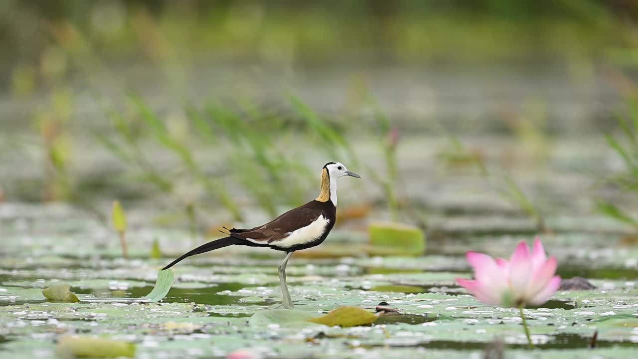 Jacana stands on lily pad beside pink flower at sunrise