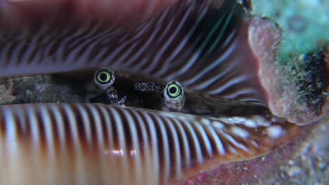 Super-Nahaufnahme-Des-Schneckenhauses,-Das-Seine-Augen-Zeigt