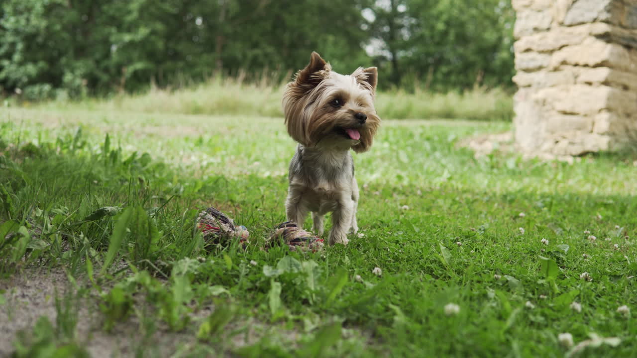 Uno Yorkshire terrier gioca con il suo osso giocattolo e lo mastica all'aperto. Inquadratura ampia.