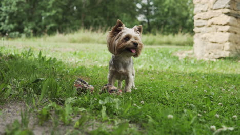 yorkshire terrier is playing with his toy bone and chewing it outdoors. wide shot.