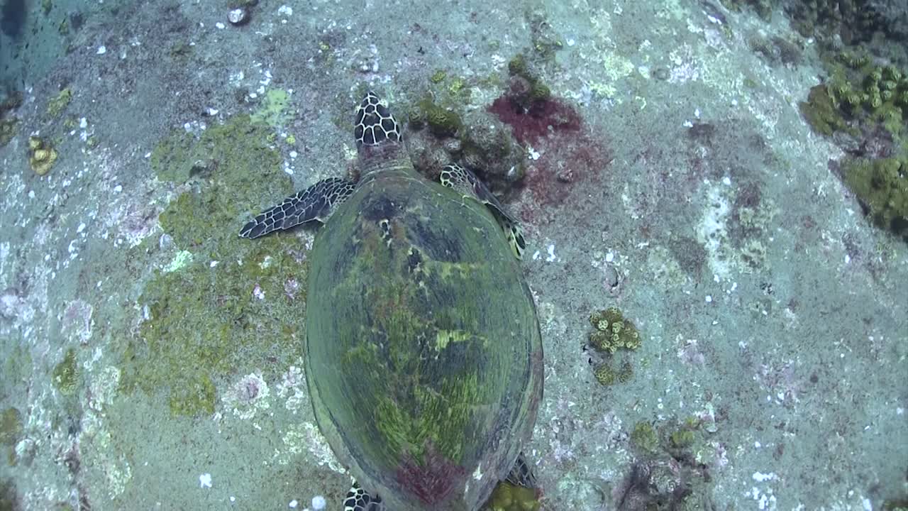 Hawksbill turtle at Hin Wong Pinnacle Koh Tao-3